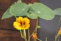 Yellow and red Tropaeolum magus garden nasturtium flowers during spring