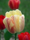 Yellow & Red Tulip Royalty Free Stock Photo