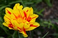 Yellow and Red Rembrandt Tulip unfolds it`s petals