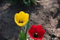 Yellow and red tulip/ Bunch of beautiful spring flowers - colorful tulips. Flowers are blooming. Tulips Royalty Free Stock Photo