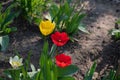 Yellow and red tulip/ Bunch of beautiful spring flowers - colorful tulips. Flowers are blooming. Tulips Royalty Free Stock Photo