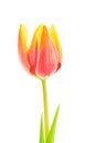 Yellow-red tulip with drops on white background Royalty Free Stock Photo