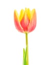 Yellow-red tulip with drops on white background Royalty Free Stock Photo