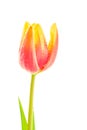 Yellow-red tulip with drops on white background Royalty Free Stock Photo