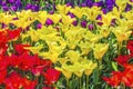 Yellow Red Tulip Fields Farm Skagit County, Washington Royalty Free Stock Photo