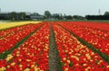 Yellow and red tulip fields, Lisse. Royalty Free Stock Photo