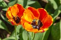 Yellow red  tulip flower full opening in the garden. Bright blooming in spring Royalty Free Stock Photo