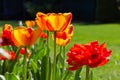 Yellow red  tulip flower in the garden. Bright blooming in spring Royalty Free Stock Photo