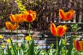 Yellow red  tulip flower in the garden. Bright blooming in spring Royalty Free Stock Photo