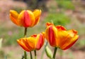 Yellow red  tulip flower in the garden. Bright blooming in spring Royalty Free Stock Photo