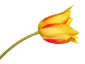 Yellow red tulip flower isolated on white Royalty Free Stock Photo