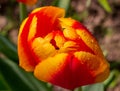 Yellow red  tulip flower with transparent water drops on the petals, close-up, top view Royalty Free Stock Photo