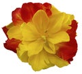 Flower Yellow-red tulip on white isolated background with clipping path. no shadows. Closeup. Royalty Free Stock Photo