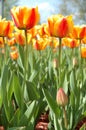 Yellow-red tulip flowers. Royalty Free Stock Photo