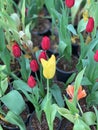 Yellow red tulip flowers are blooming closeup leaf Royalty Free Stock Photo