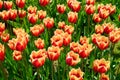 Yellow red tulip flowers blooming in a tulip field at sunset. Nature Royalty Free Stock Photo