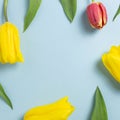 Yellow and red tulip flowers on blue background Royalty Free Stock Photo