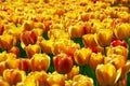 Yellow-red tulip flowers field Royalty Free Stock Photo