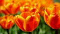 Yellow red tulip flowers Royalty Free Stock Photo