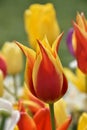 Yellow-red tulip flowers Royalty Free Stock Photo