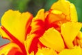 Yellow red tulip flowers in spring time. Close up macro of fresh spring flower in garden. Soft abstract floral poster, extremely Royalty Free Stock Photo
