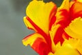 Yellow red tulip flowers in spring time. Close up macro of fresh spring flower in garden. Soft abstract floral poster, extremely Royalty Free Stock Photo