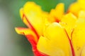 Yellow red tulip flowers in spring time. Close up macro of fresh spring flower in garden. Soft abstract floral poster Royalty Free Stock Photo