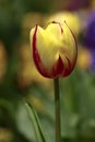 Yellow and red tulip