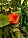 Yellow-red tulip among green leaves in the garden Royalty Free Stock Photo