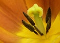 Yellow-red tulip