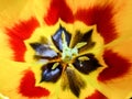 Yellow and red tulip - macro view Royalty Free Stock Photo