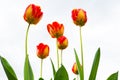 Yellow-red tulip after rain close-up Royalty Free Stock Photo