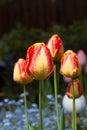 Yellow-red tulip after rain with rain drops close-up Royalty Free Stock Photo