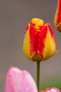 Yellow-red tulip after rain with rain drops close-up Royalty Free Stock Photo