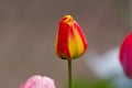 Yellow-red tulip after rain with rain drops close-up Royalty Free Stock Photo