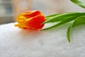 Yellow-red tulip on the snow Royalty Free Stock Photo