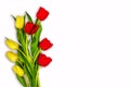 Yellow and red tulip, spring greetings Royalty Free Stock Photo