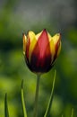 Yellow & Red Tulip (Tulipa - Gavota - Triumph Tulip) Royalty Free Stock Photo