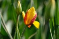 Yellow-red Tulip