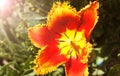 Yellow-red tulip variety Fabio close-up Royalty Free Stock Photo