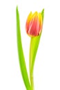 Yellow-red tulip on white background Royalty Free Stock Photo