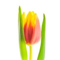 Yellow-red tulip on white background Royalty Free Stock Photo