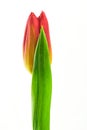 Yellow-red tulip on white background Royalty Free Stock Photo