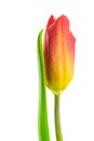 Yellow-red tulip on white background