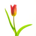 Yellow-red tulip on white background