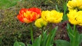 Yellow and red Tulipa âMonte Carloâ tulips in a garden bed in spring.