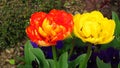 Yellow and red Tulipa âMonte Carloâ tulips in a garden bed in spring. Lemon-yellow and red tulip peony-shaped blooms.