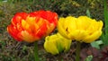 Yellow and red Tulipa âMonte Carloâ tulips in a garden bed in spring. Lemon-yellow and red tulip peony-shaped blooms.