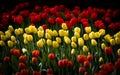 Yellow and Red Tulipas