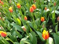 Yellow-red tulips.Background. Flowerbed of red-yellow tulips.